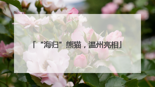 “海归”熊猫，温州亮相