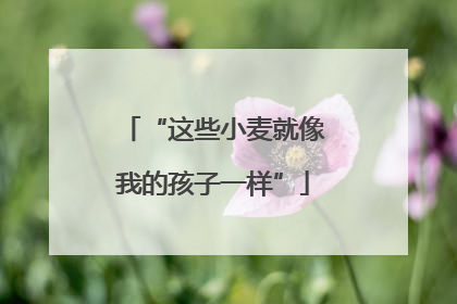 “这些小麦就像我的孩子一样”