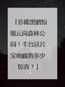 珍稀黑鹳惊现云岗森林公园！丰台这片宝地藏着多少惊喜？