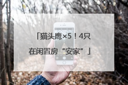 猫头鹰×5！4只在闲置房“安家”