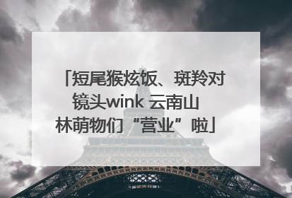 短尾猴炫饭、斑羚对镜头wink 云南山林萌物们“营业”啦