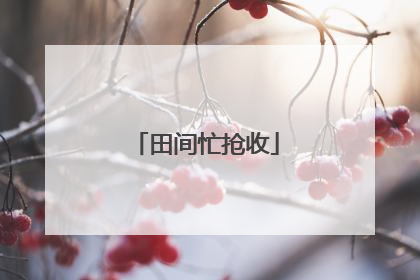 田间忙抢收