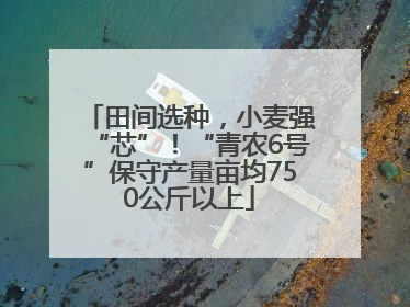 田间选种，小麦强“芯”！“青农6号”保守产量亩均750公斤以上