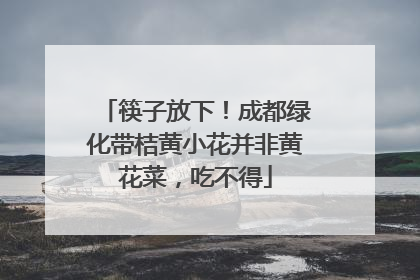 筷子放下！成都绿化带桔黄小花并非黄花菜，吃不得