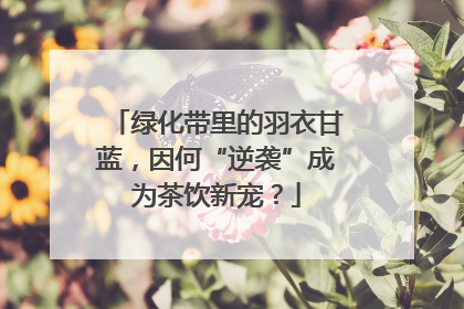 绿化带里的羽衣甘蓝，因何“逆袭”成为茶饮新宠？