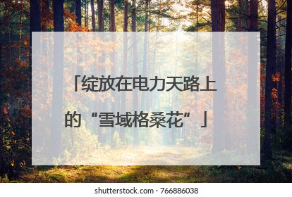 绽放在电力天路上的“雪域格桑花”