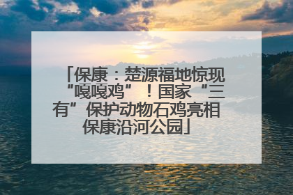 保康：楚源福地惊现“嘎嘎鸡”！国家“三有”保护动物石鸡亮相保康沿河公园