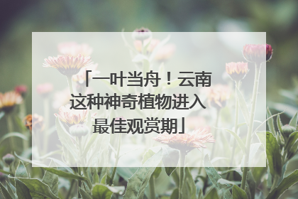 一叶当舟！云南这种神奇植物进入最佳观赏期
