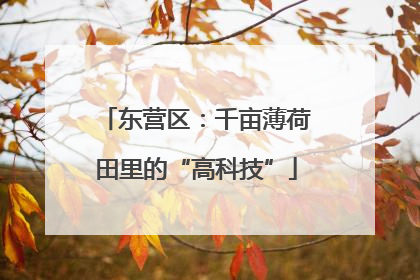 东营区：千亩薄荷田里的“高科技”
