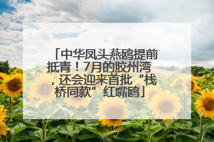 中华凤头燕鸥提前抵青！7月的胶州湾，还会迎来首批“栈桥同款”红嘴鸥