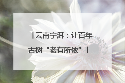 云南宁洱：让百年古树“老有所依”