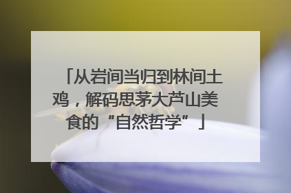 从岩间当归到林间土鸡，解码思茅大芦山美食的“自然哲学”