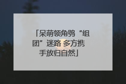 呆萌领角鸮“组团”迷路 多方携手放归自然