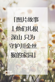 图片故事丨他们扎根深山 只为守护川金丝猴的家园