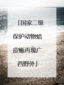国家二级保护动物蜡皮蜥再现广西野外