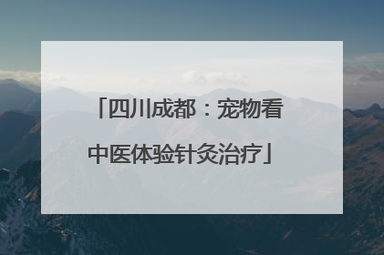 四川成都：宠物看中医体验针灸治疗