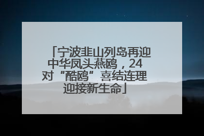 宁波韭山列岛再迎中华凤头燕鸥，24对“酷鸥”喜结连理迎接新生命