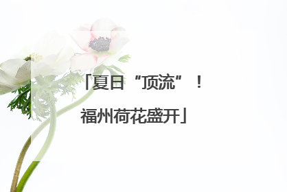 夏日“顶流”！福州荷花盛开