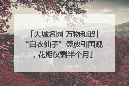 大城名园 万物和谐│“白衣仙子”盛放引围观，花期仅剩半个月