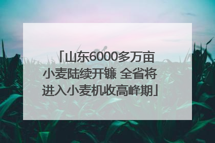 山东6000多万亩小麦陆续开镰 全省将进入小麦机收高峰期