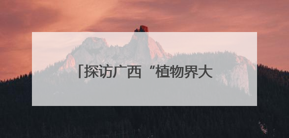 探访广西“植物界大熊猫”银杉发现地