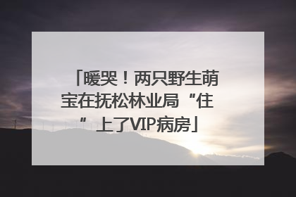 暖哭！两只野生萌宝在抚松林业局“住”上了VIP病房