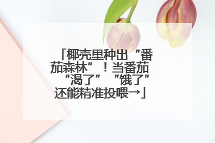 椰壳里种出“番茄森林”！当番茄“渴了”“饿了”还能精准投喂→