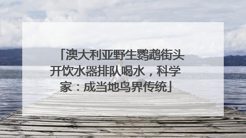 澳大利亚野生鹦鹉街头开饮水器排队喝水，科学家：成当地鸟界传统