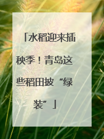 水稻迎来插秧季！青岛这些稻田披“绿装”