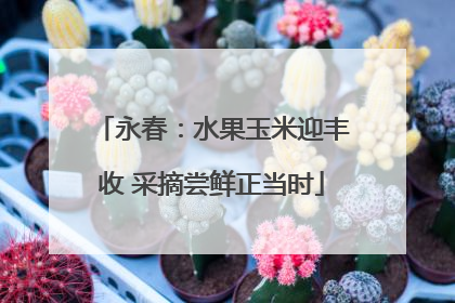 永春：水果玉米迎丰收 采摘尝鲜正当时