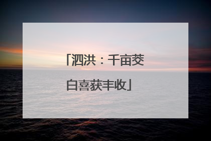 泗洪：千亩茭白喜获丰收