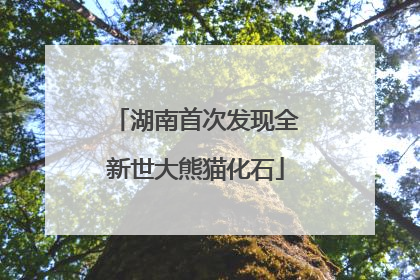 湖南首次发现全新世大熊猫化石