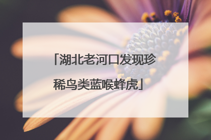 湖北老河口发现珍稀鸟类蓝喉蜂虎