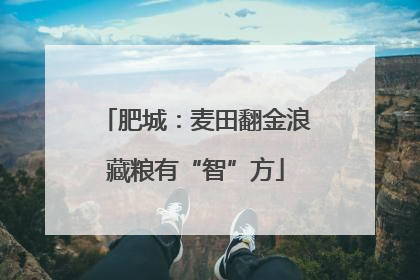 肥城：麦田翻金浪藏粮有“智”方