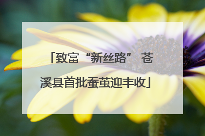 致富“新丝路” 苍溪县首批蚕茧迎丰收