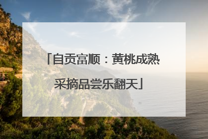 自贡富顺：黄桃成熟 采摘品尝乐翻天