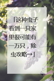 这种虫子看到一只家里很可能有一万只，除虫攻略→
