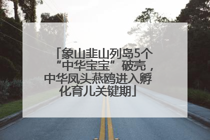 象山韭山列岛5个“中华宝宝”破壳，中华凤头燕鸥进入孵化育儿关键期