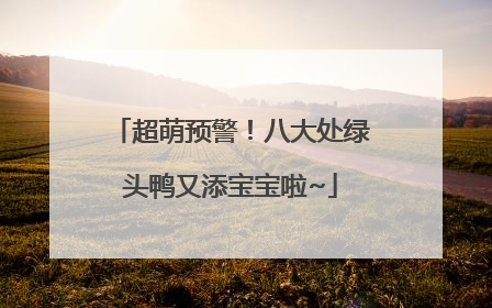 超萌预警！八大处绿头鸭又添宝宝啦~
