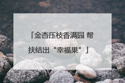 金杏压枝香满园 帮扶结出“幸福果”