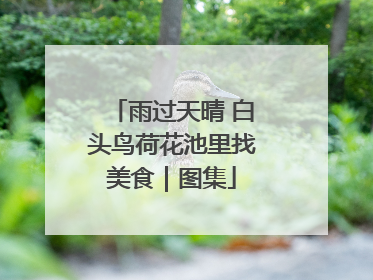 雨过天晴 白头鸟荷花池里找美食｜图集
