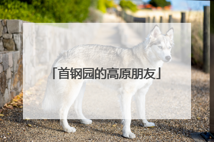 首钢园的高原朋友