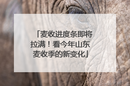 麦收进度条即将拉满！看今年山东麦收季的新变化