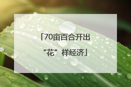 70亩百合开出“花”样经济